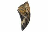 Serrated, Raptor Tooth - Judith River Formation #128543-1